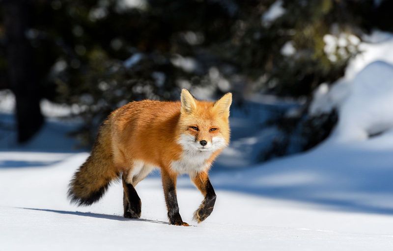 Red Fox