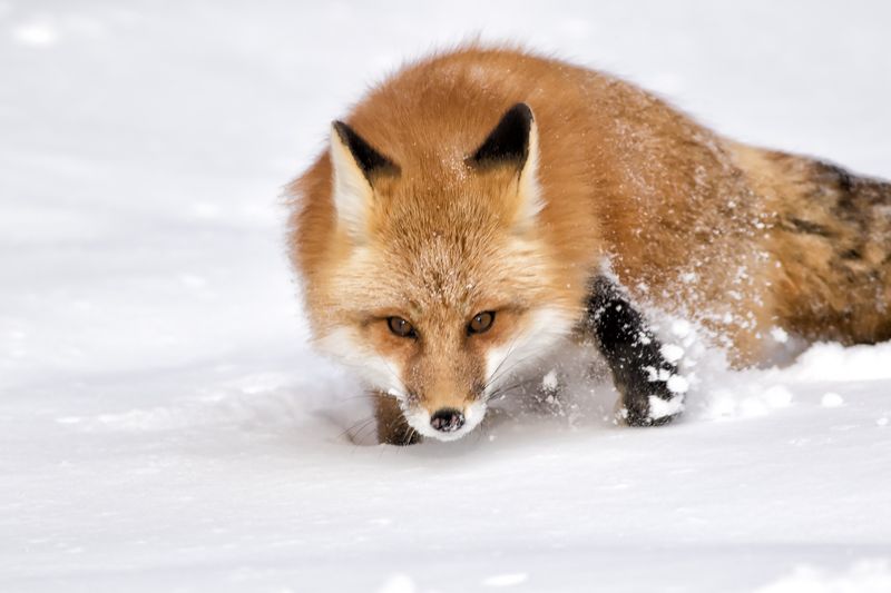 Red Fox