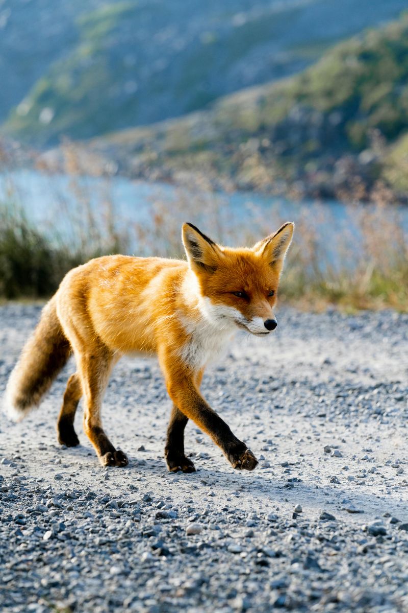 Red Fox