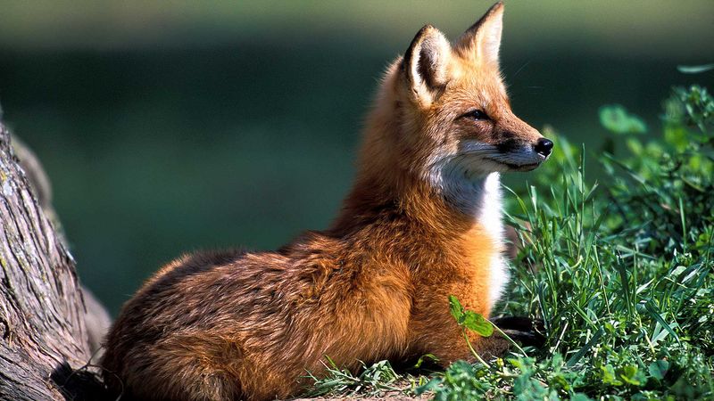 Red Fox