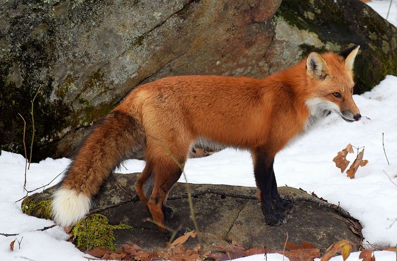 Red Fox