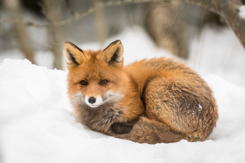 Red Fox