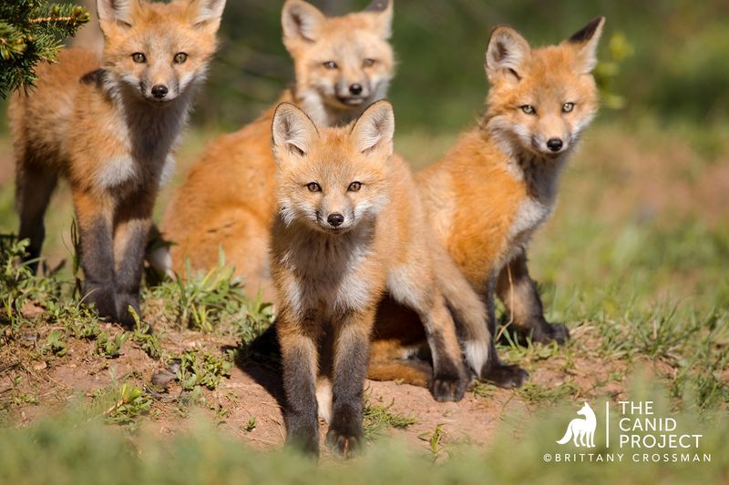 Red Fox Kits