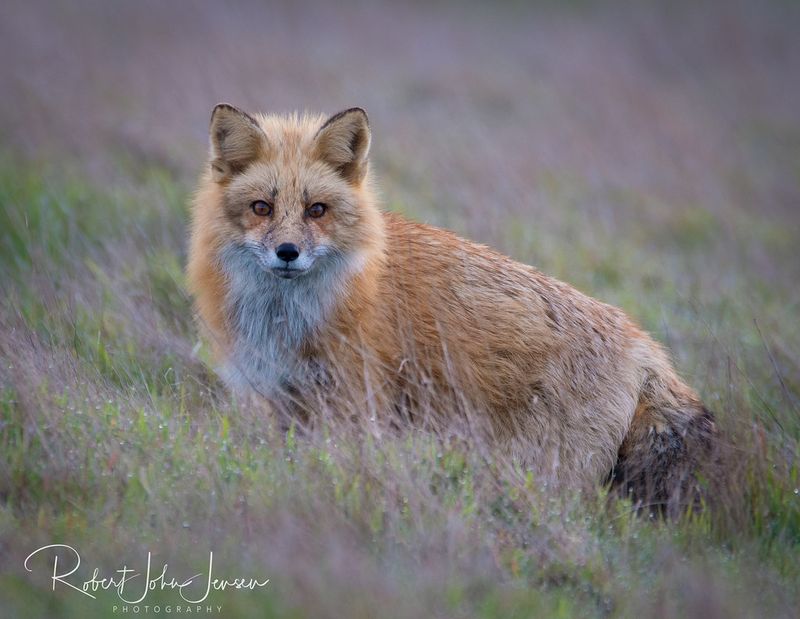 Red Fox