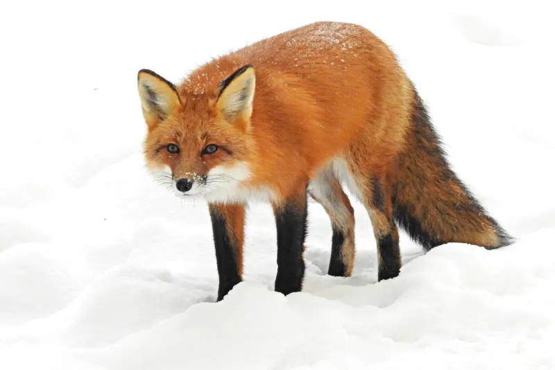 Red Fox