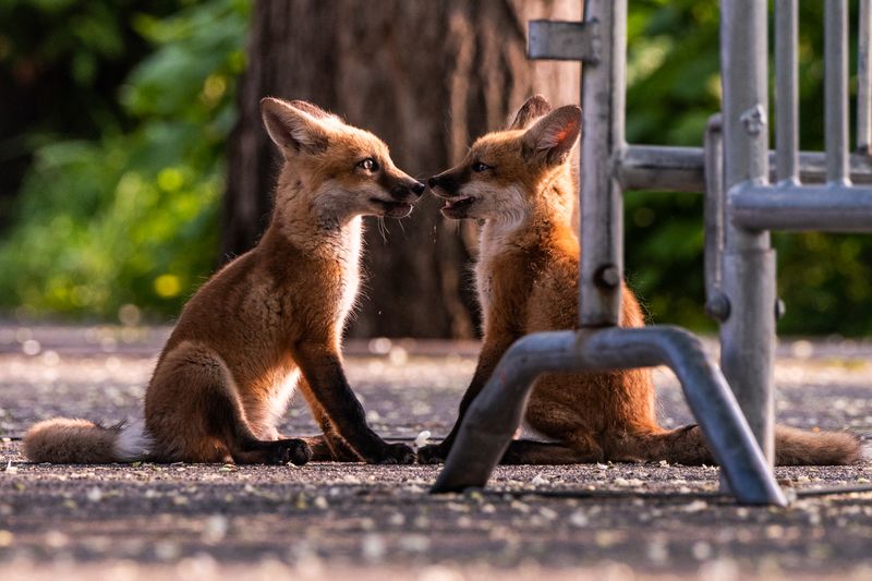 Red Foxes