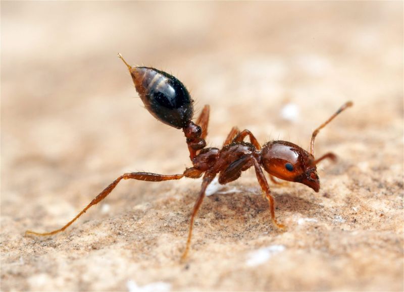 Red Imported Fire Ant