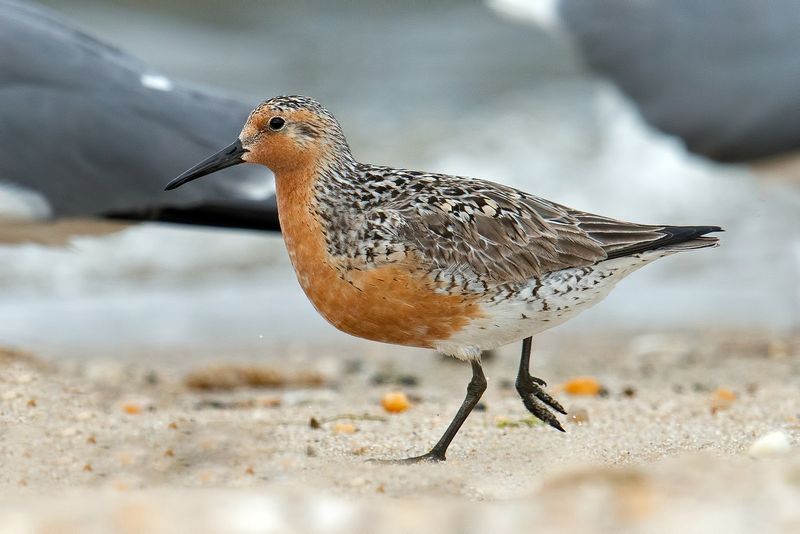 Red Knot