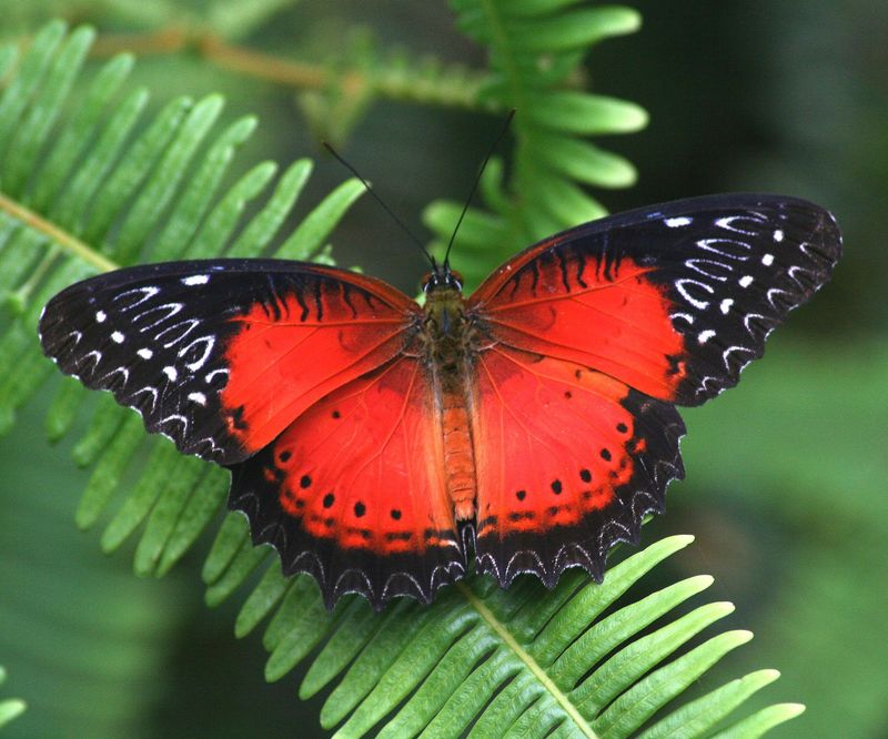 Red Lacewing