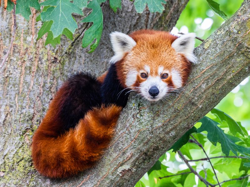 Red Panda