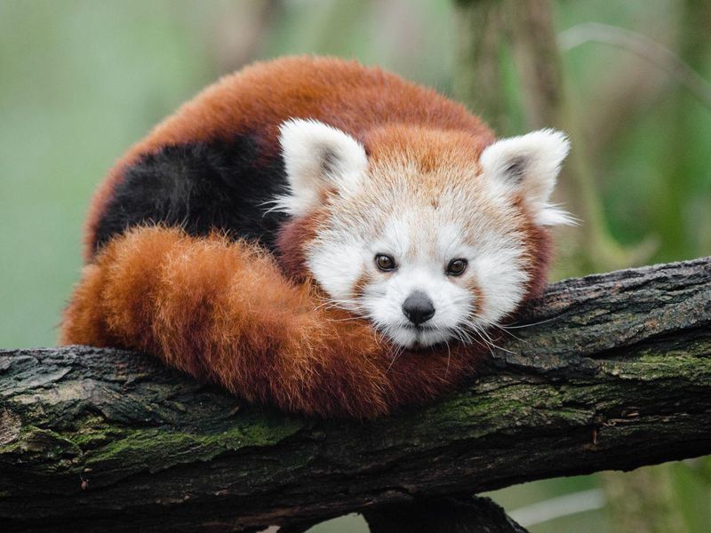 Red Panda