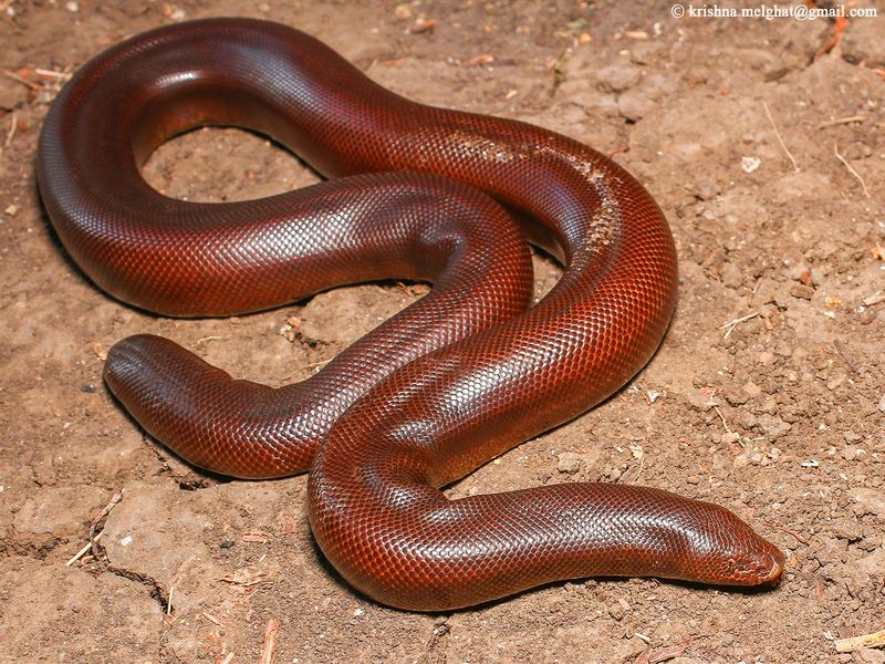 Red Sand Boa