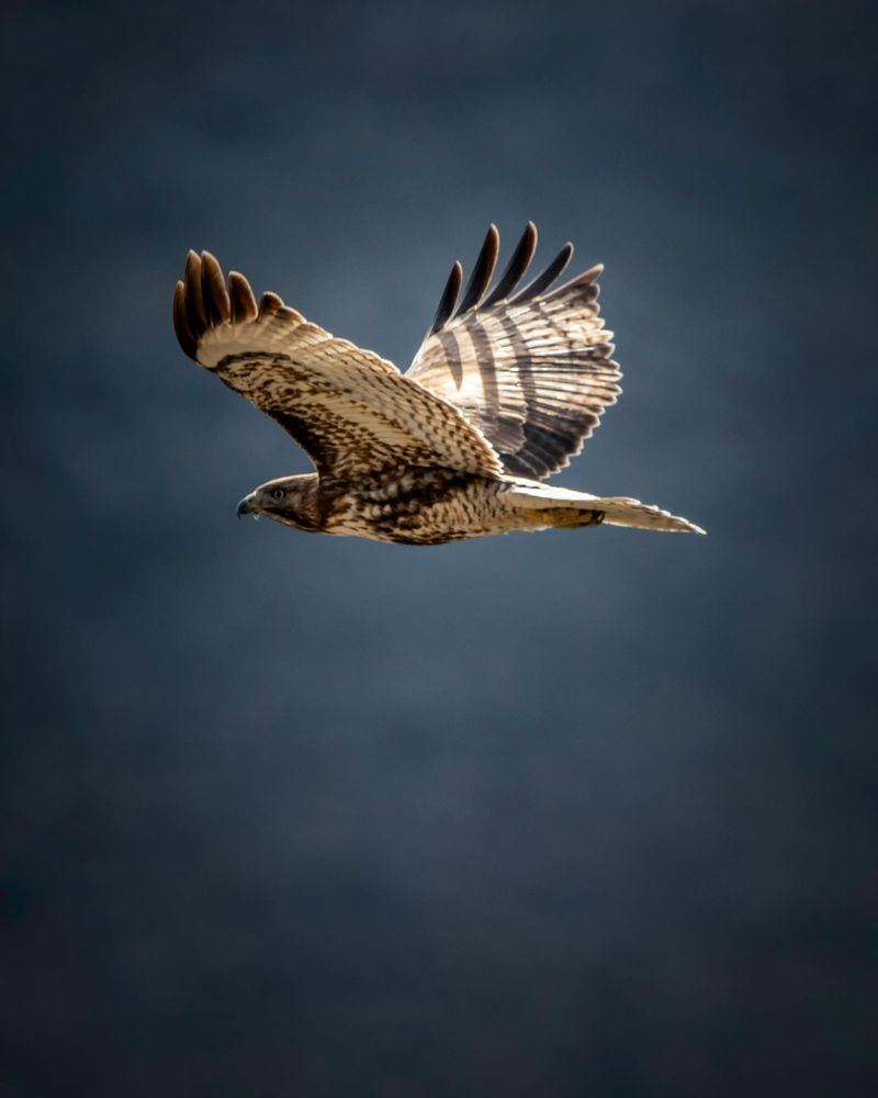 Red-Tailed Hawk