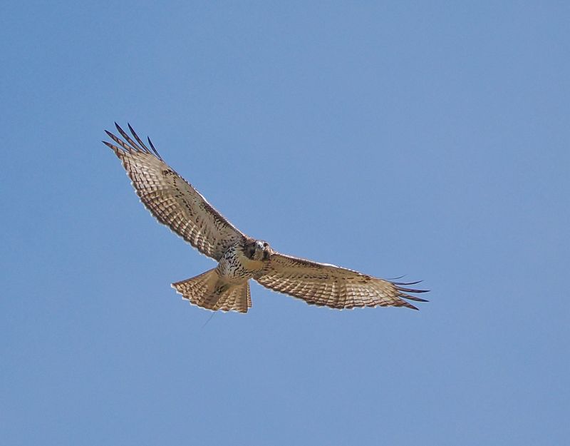 Red-Tailed Hawk