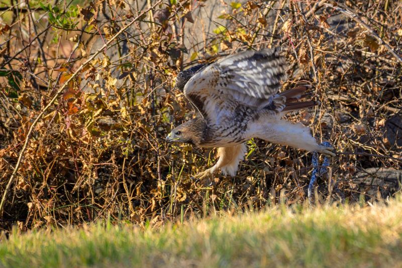 Red-Tailed Hawks