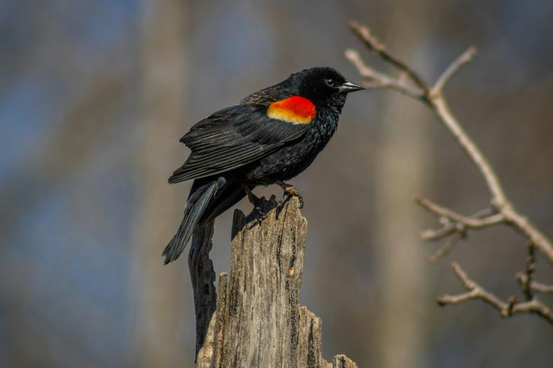 Red-Winged Blackbird