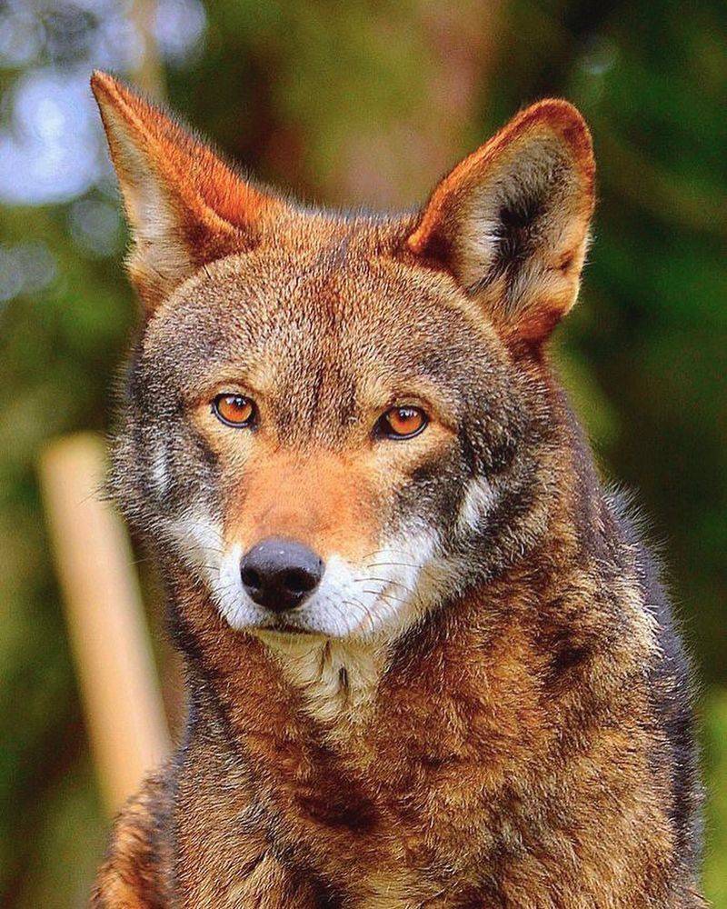 Red Wolf