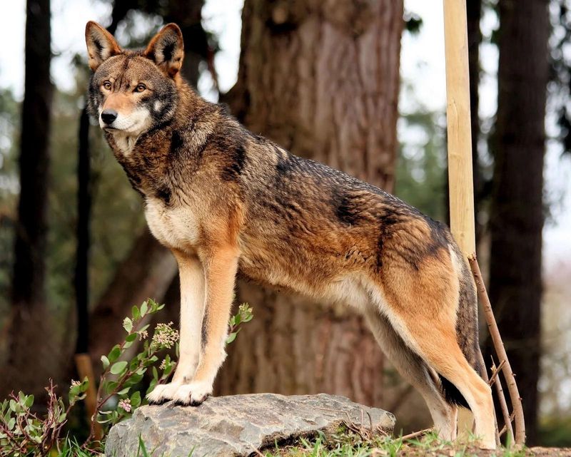 Red Wolf