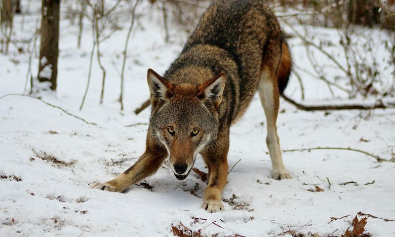 Red Wolf