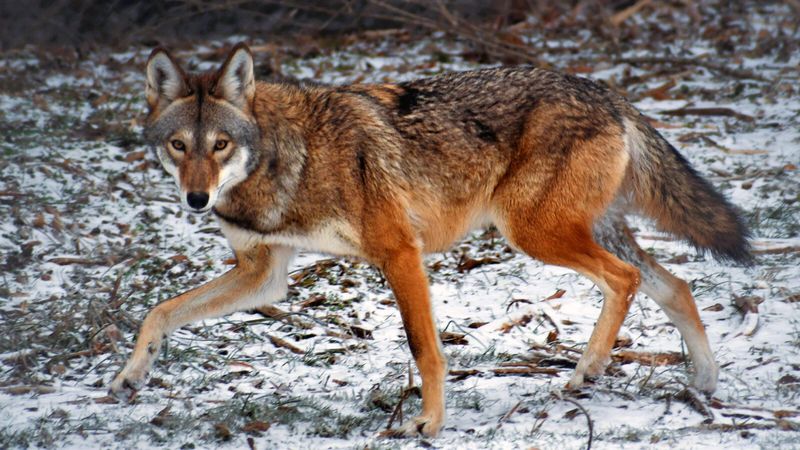 Red Wolf