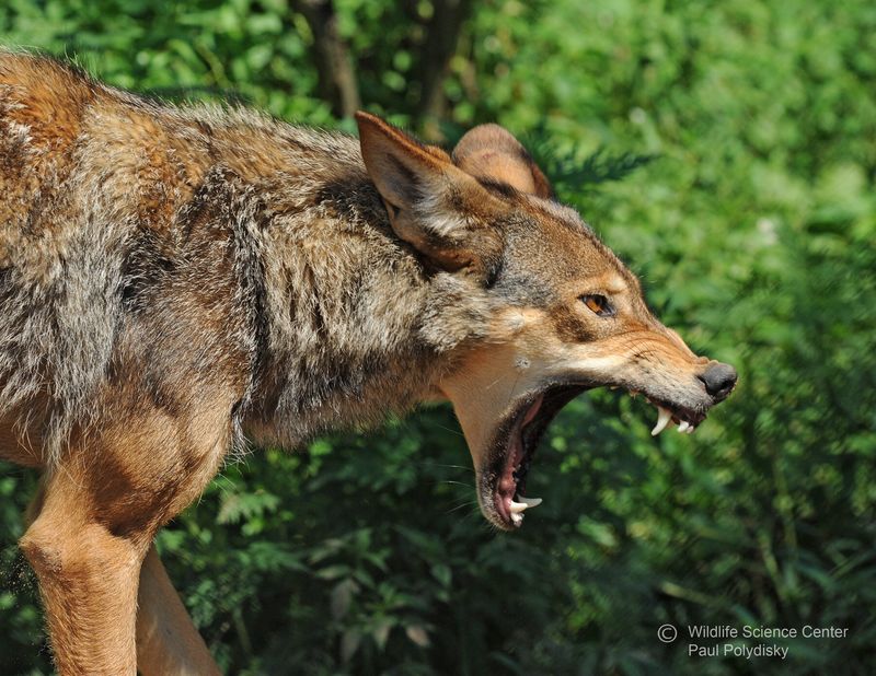 Red Wolf