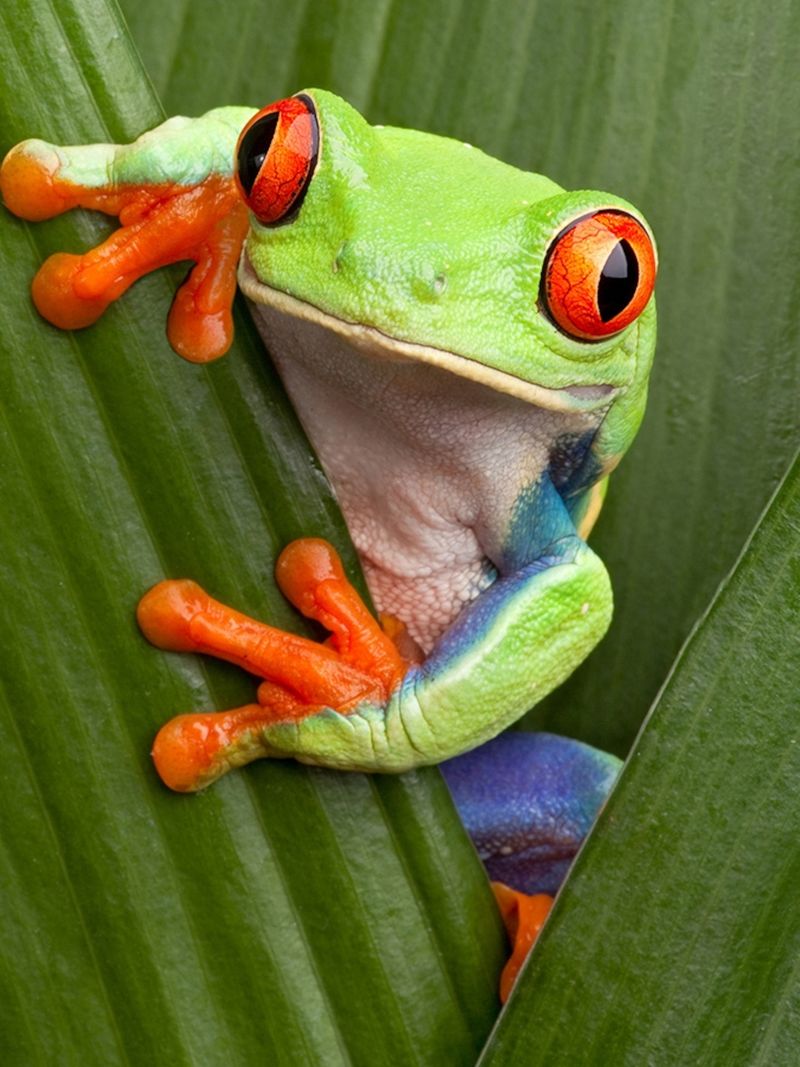 Red-eyed Tree Frog