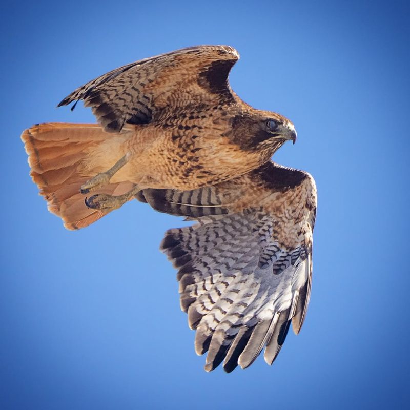 Red-tailed Hawk