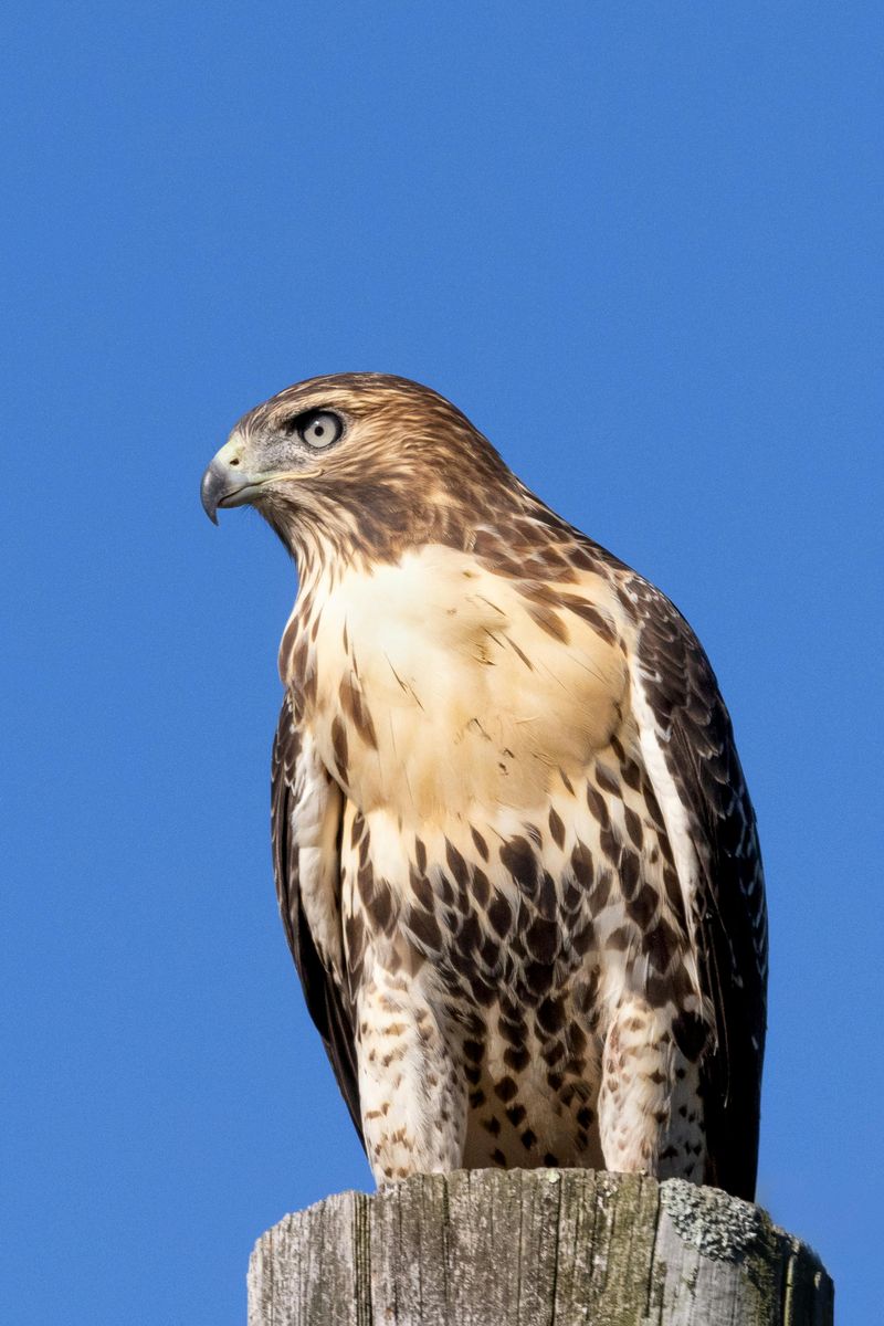 Red-tailed Hawk