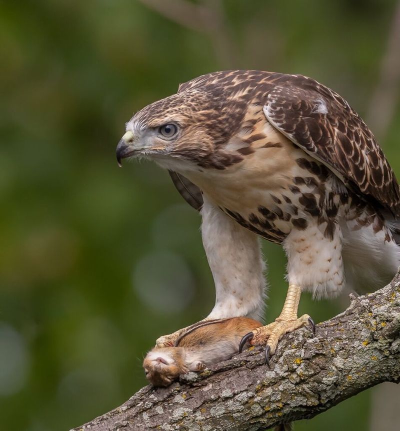 Red-tailed Hawk