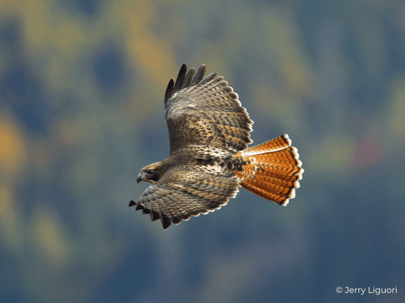 Red-tailed Hawk