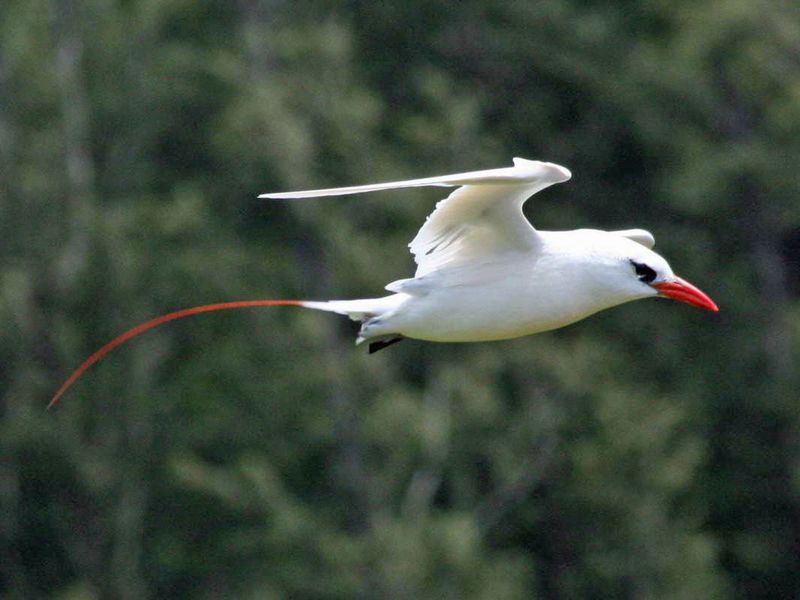 Red-tailed Tropicbird