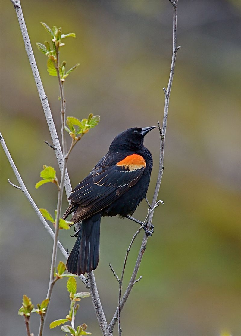 Red-winged Blackbird