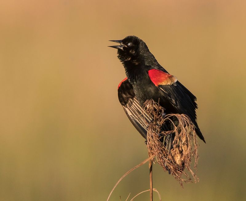 Red-winged Blackbird