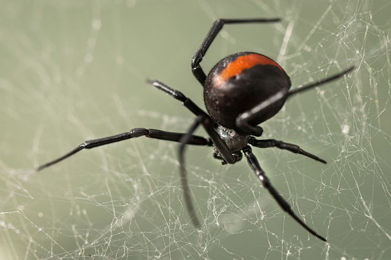 Redback Spider