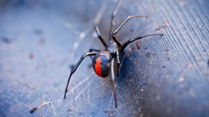 Redback Spider