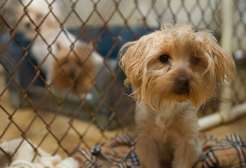 Reducing Puppy Mills