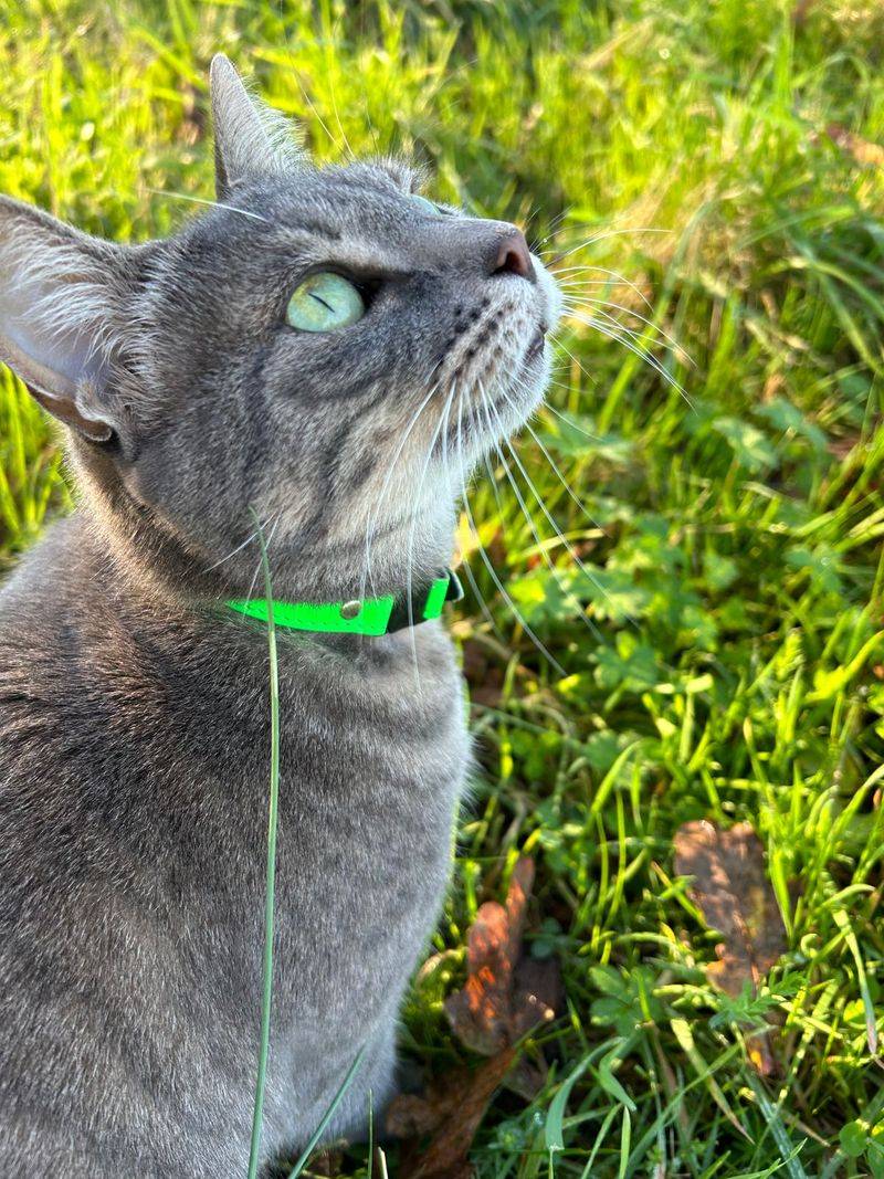 Reflective Collars