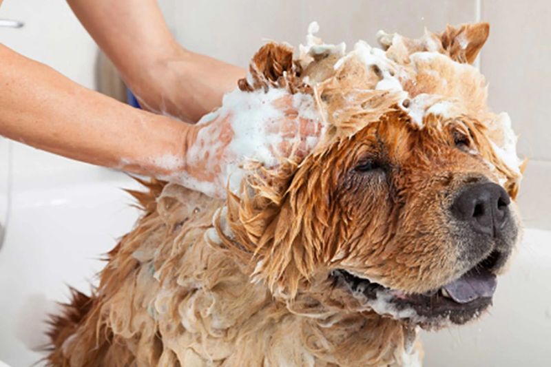 Regular Bathing