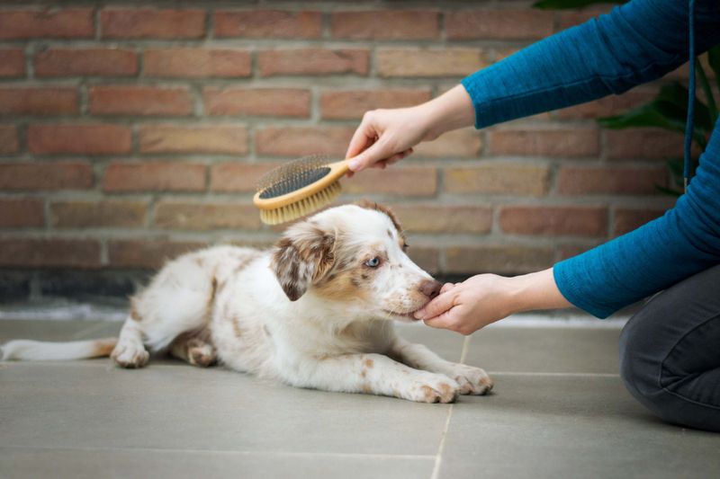 Regular Grooming