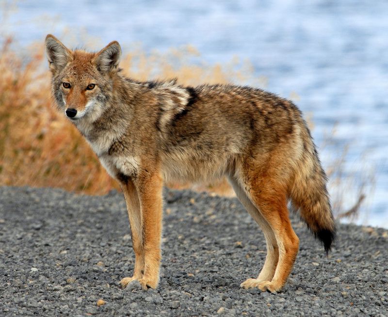 Report Coyote Sightings