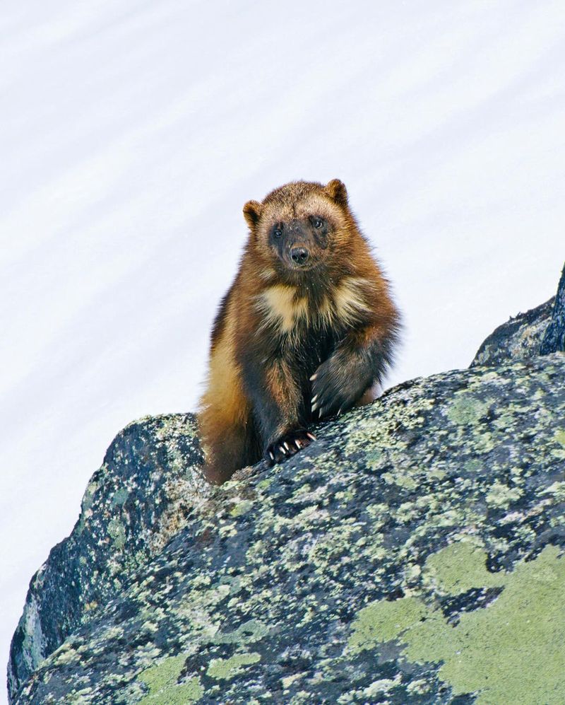 Reproductive Habits of Wolverines