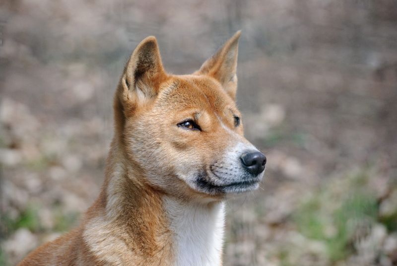 Research on Dingo Vocal Patterns