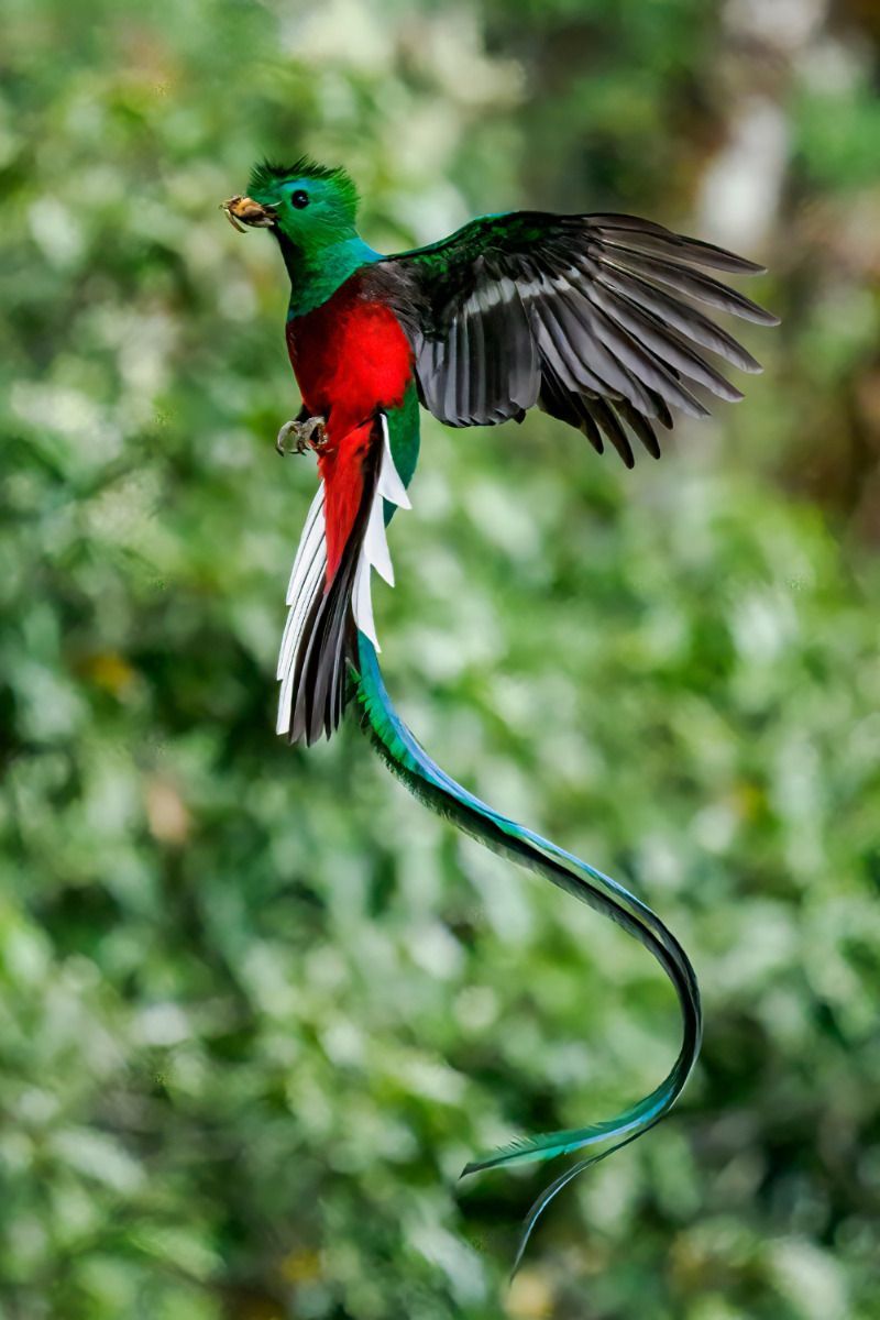 Resplendent Quetzal