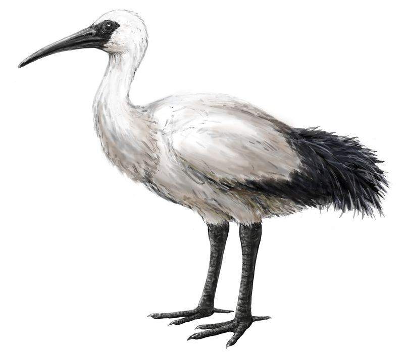 Réunion Ibis