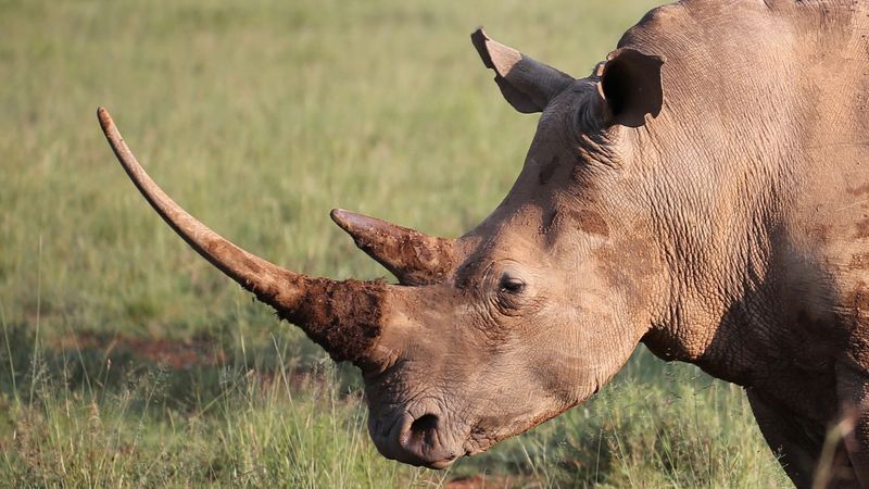 Rhinoceros