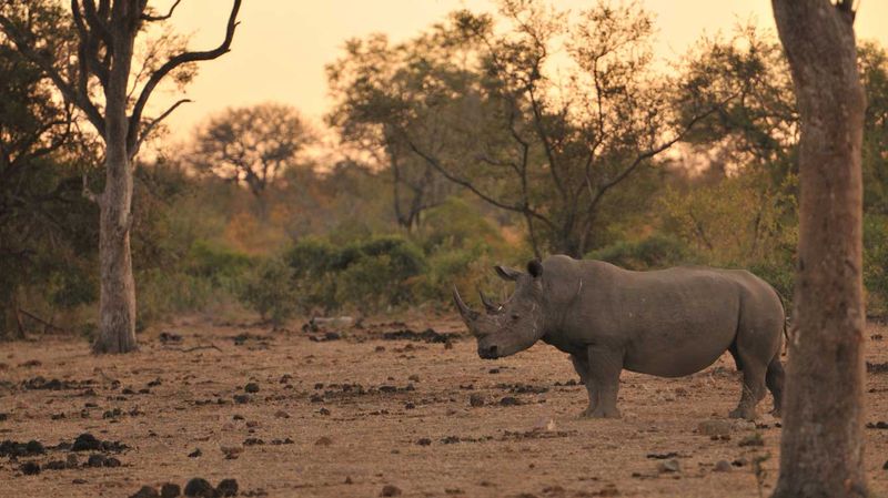 Rhinoceros Avoidance Techniques