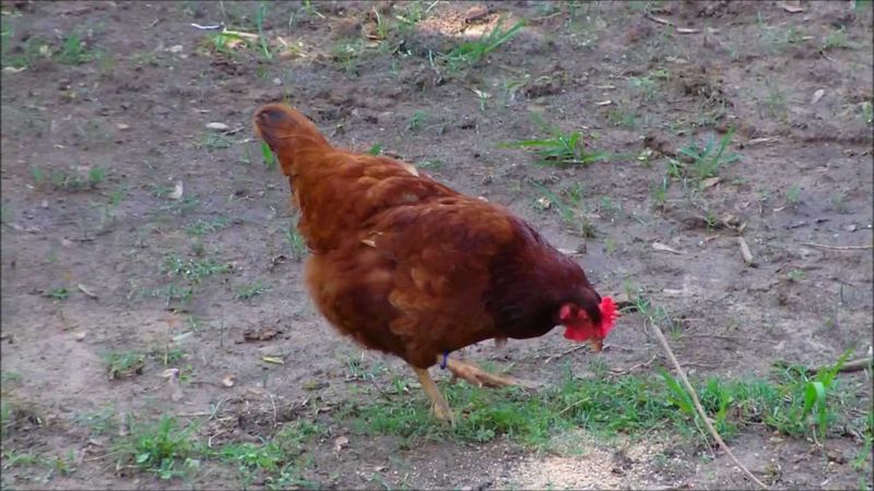 Rhode Island Red