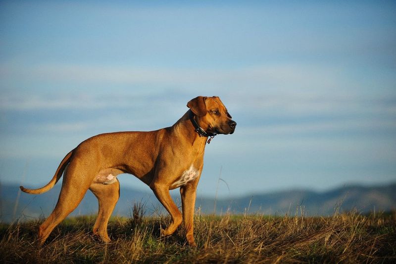 Rhodesian Ridgeback