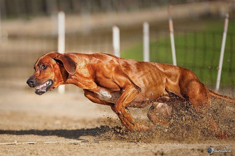 Rhodesian Ridgeback