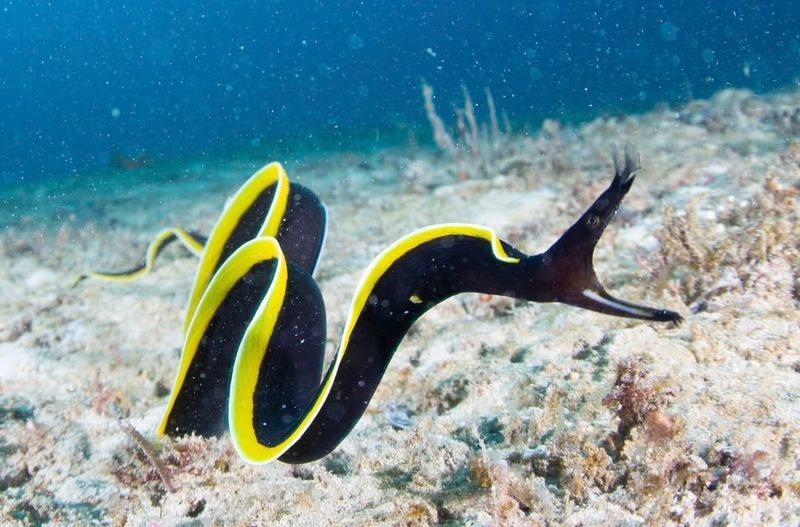 Ribbon Eel